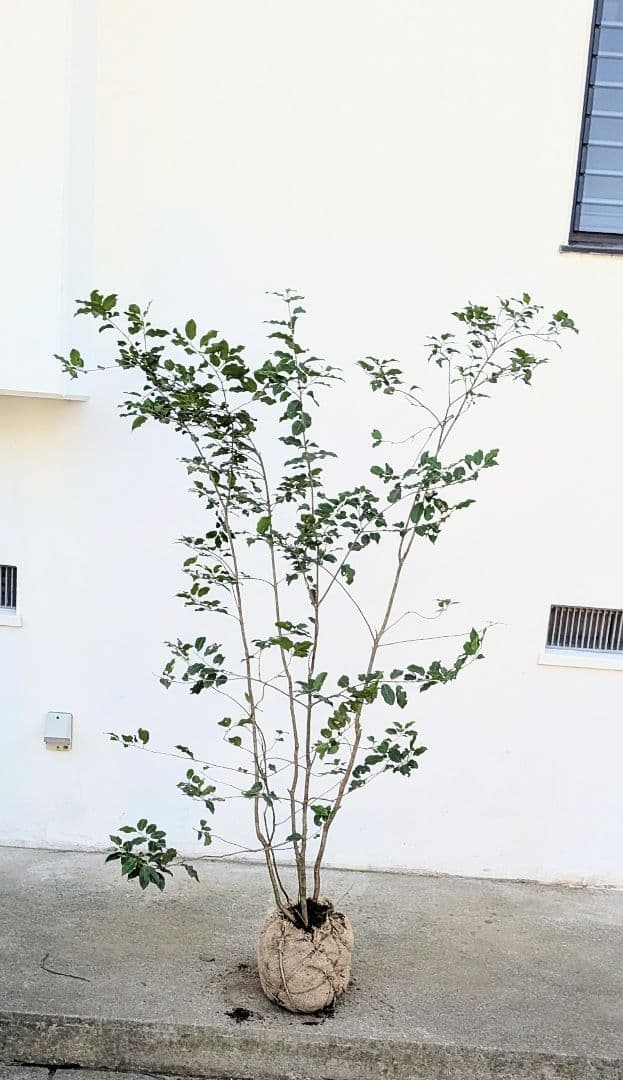 希少雄株。山採りソヨゴ。