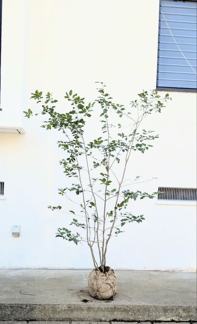 希少雄株。山採りソヨゴ。