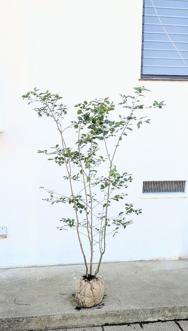 希少雄株。山採りソヨゴ。