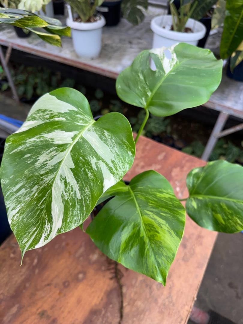 モンステラ　セブブルー　ミント　鉢モスポール付き　健康株　Cebu blue