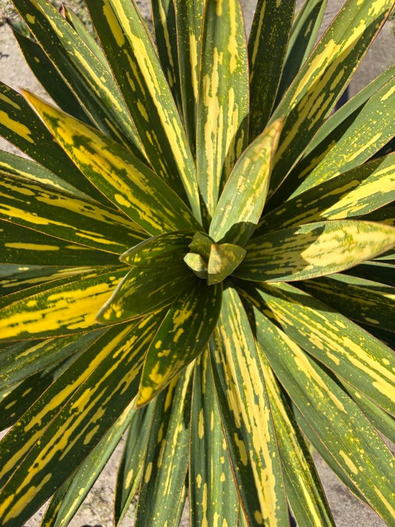 ユッカグロリオサ　散り斑　② 直接取り引き可能