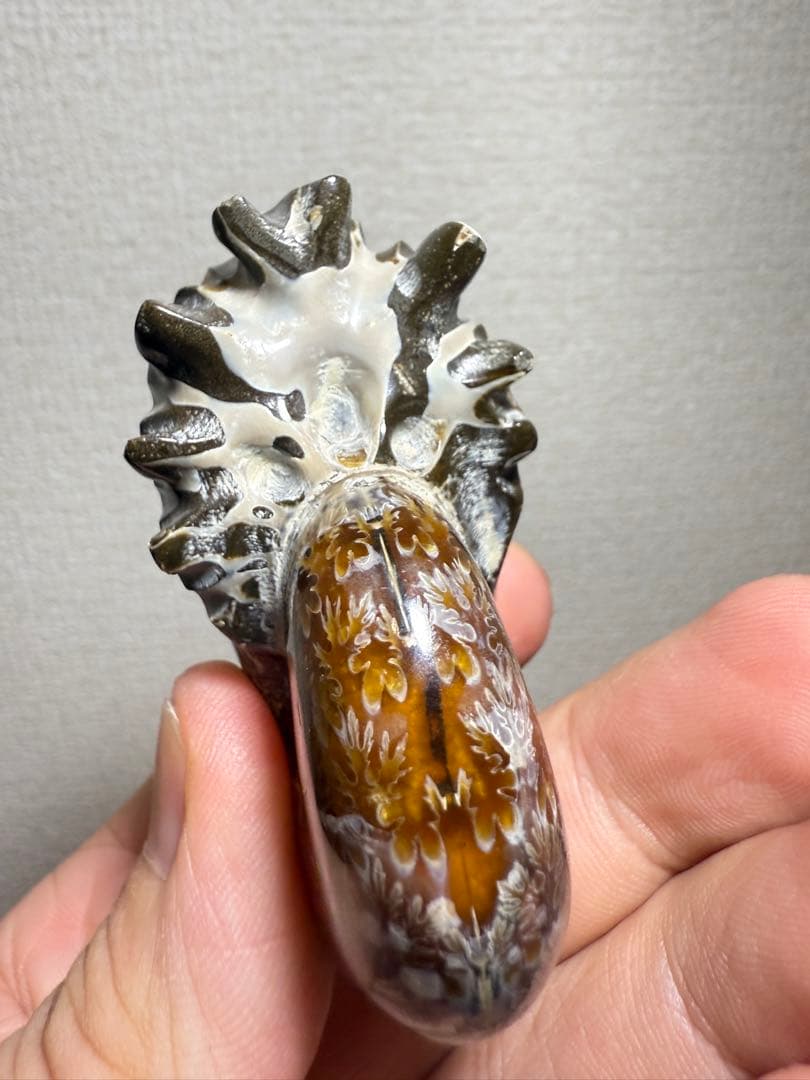 極美品　マダガスカルのアンモナイト化石　2点セット　本物保証　希少　送料無料