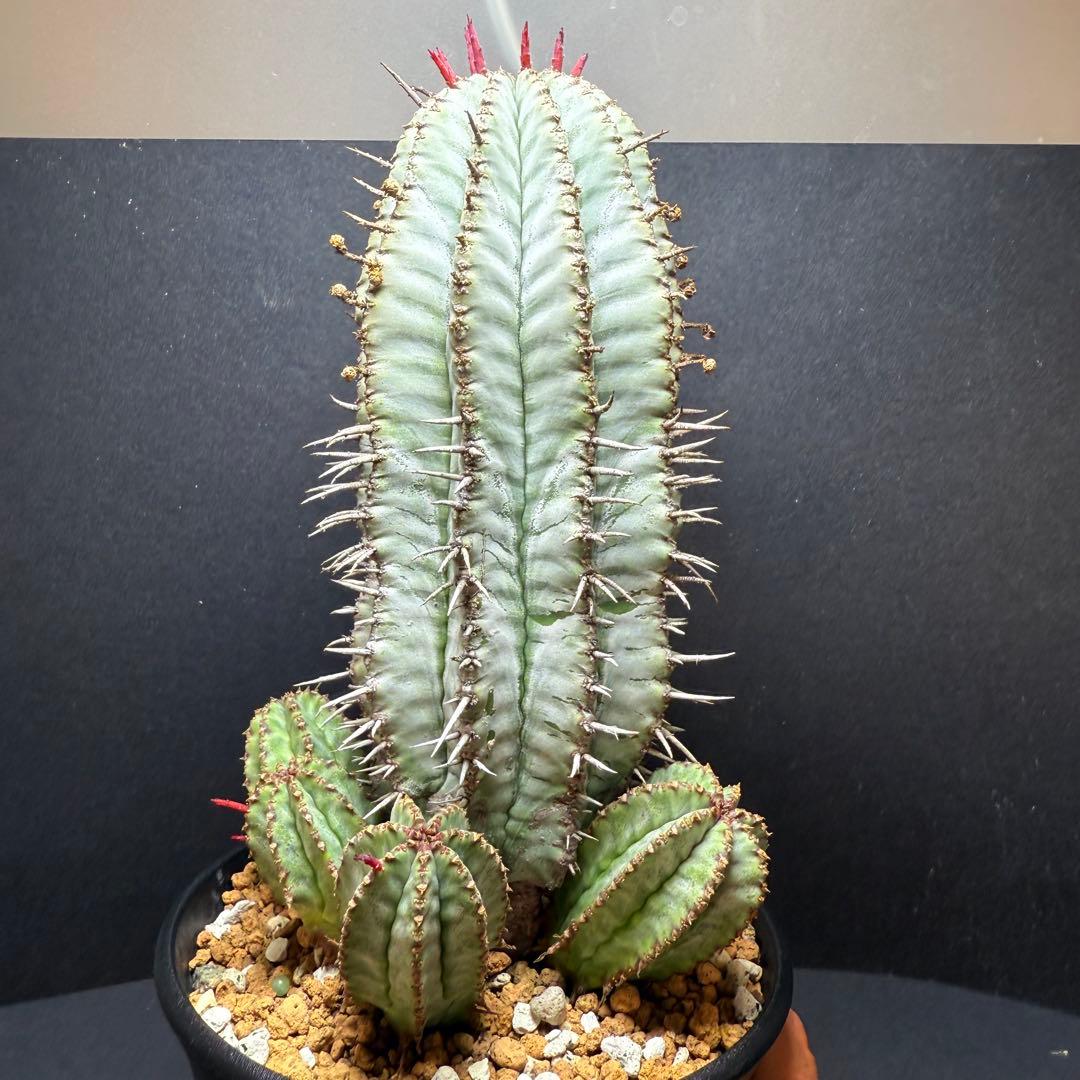 オスメスセット　特大 ユーフォルビア ホリダ 白衣ホリダ 実生5年 メス株