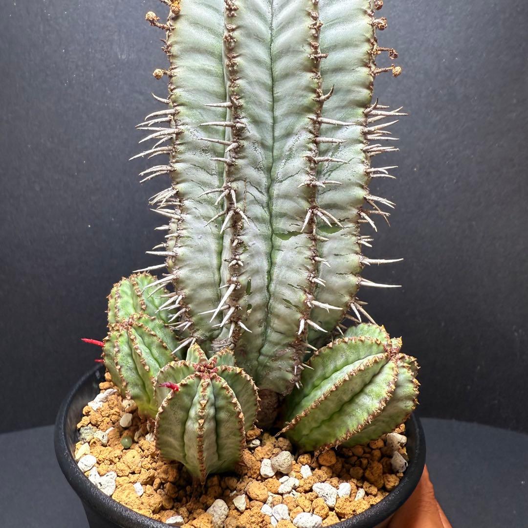 オスメスセット　特大 ユーフォルビア ホリダ 白衣ホリダ 実生5年 メス株