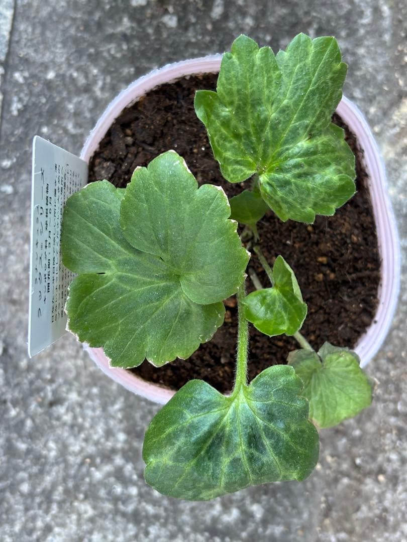 【専用】2ポット