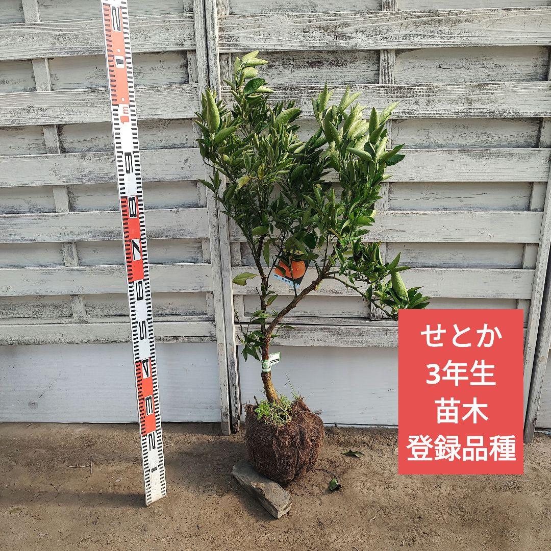 せとか 3年生 登録品種 苗木