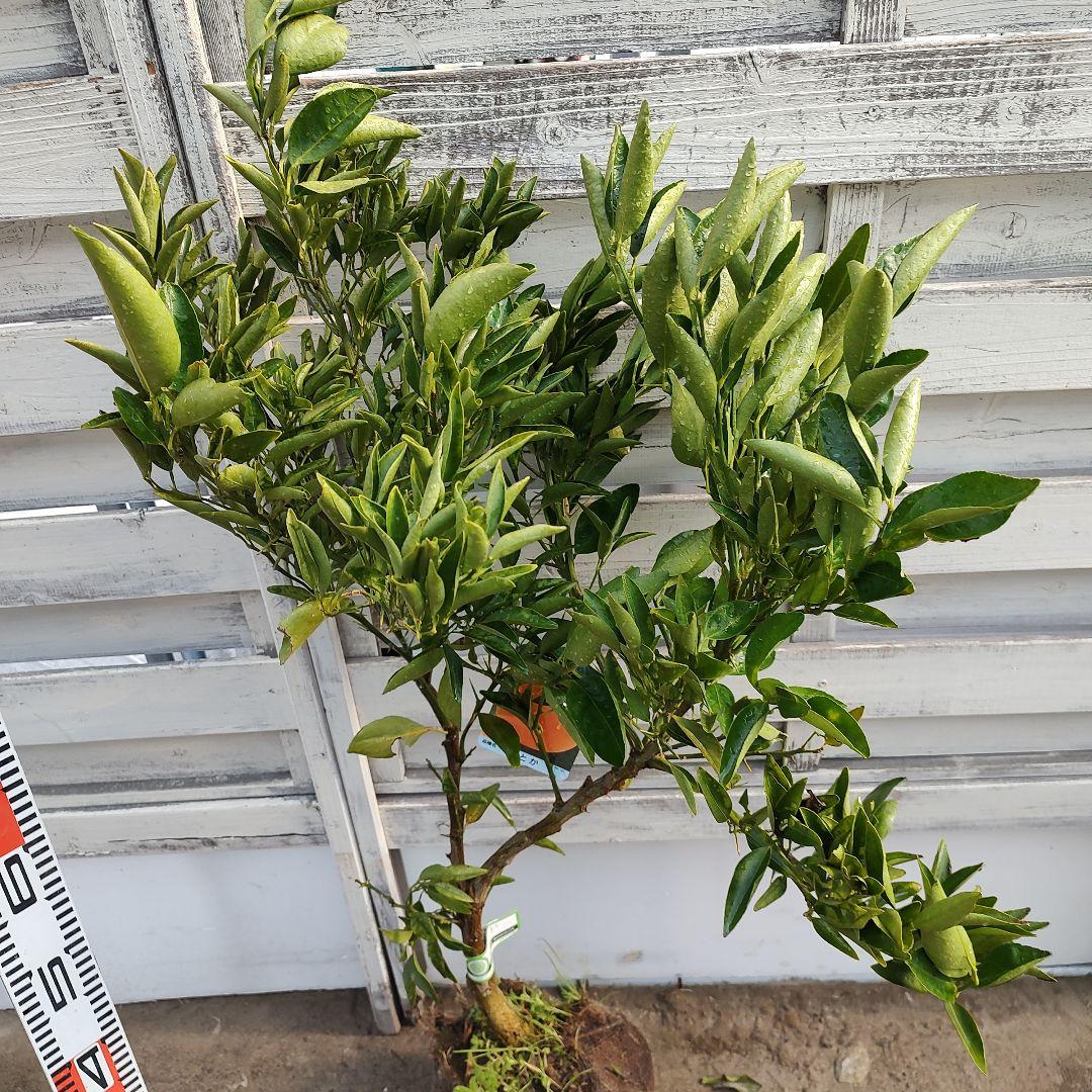 せとか 3年生 登録品種 苗木