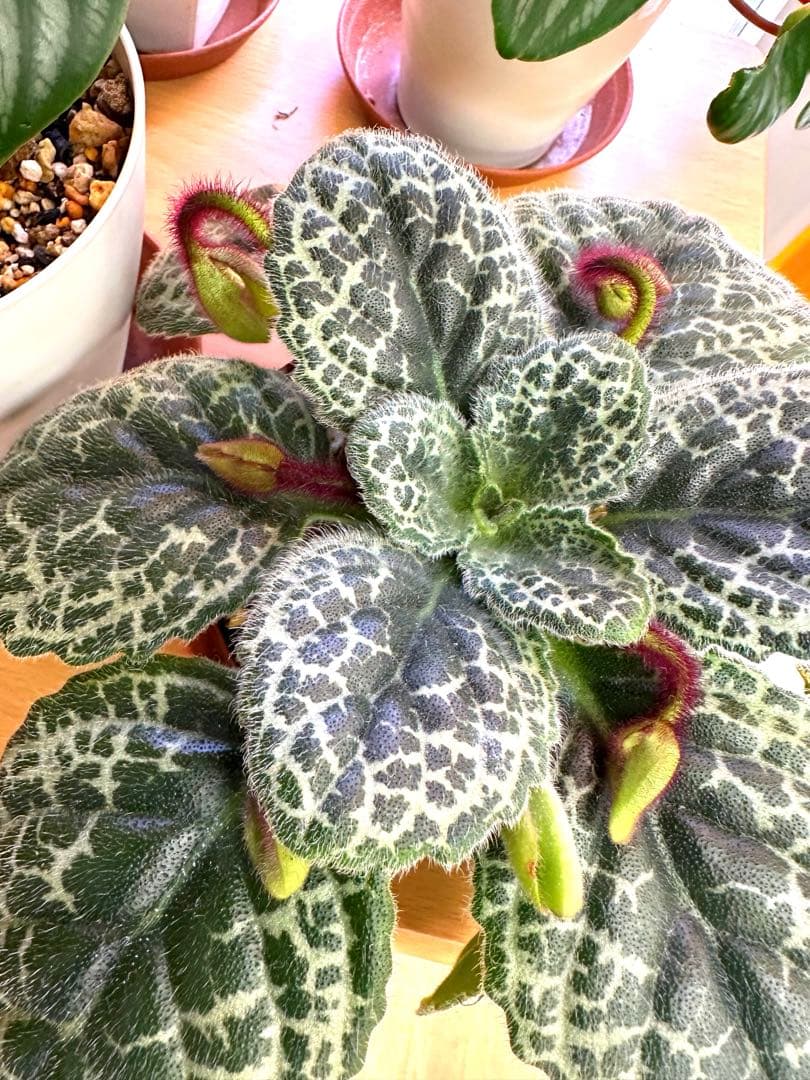 ストレプトカーパス　プリティタートル