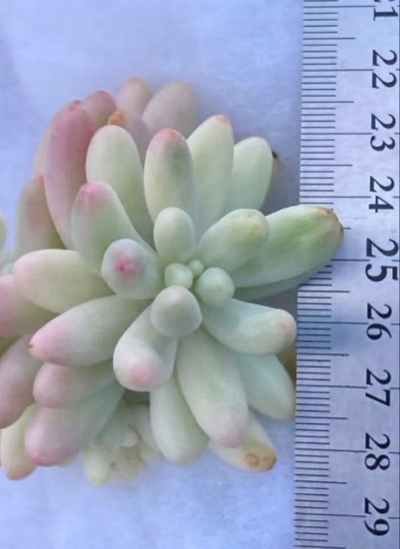 お纏め　多肉植物　乙女心錦　未発根