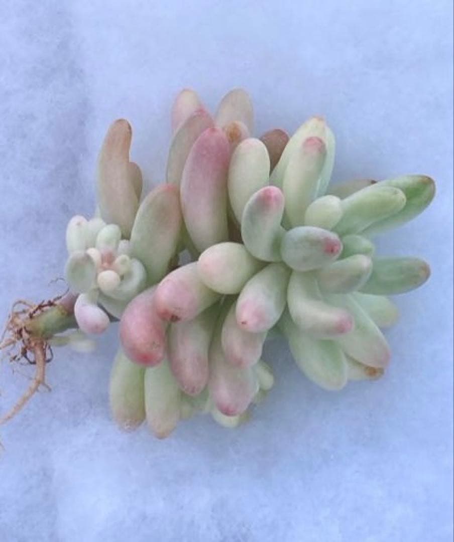 お纏め　多肉植物　乙女心錦　未発根