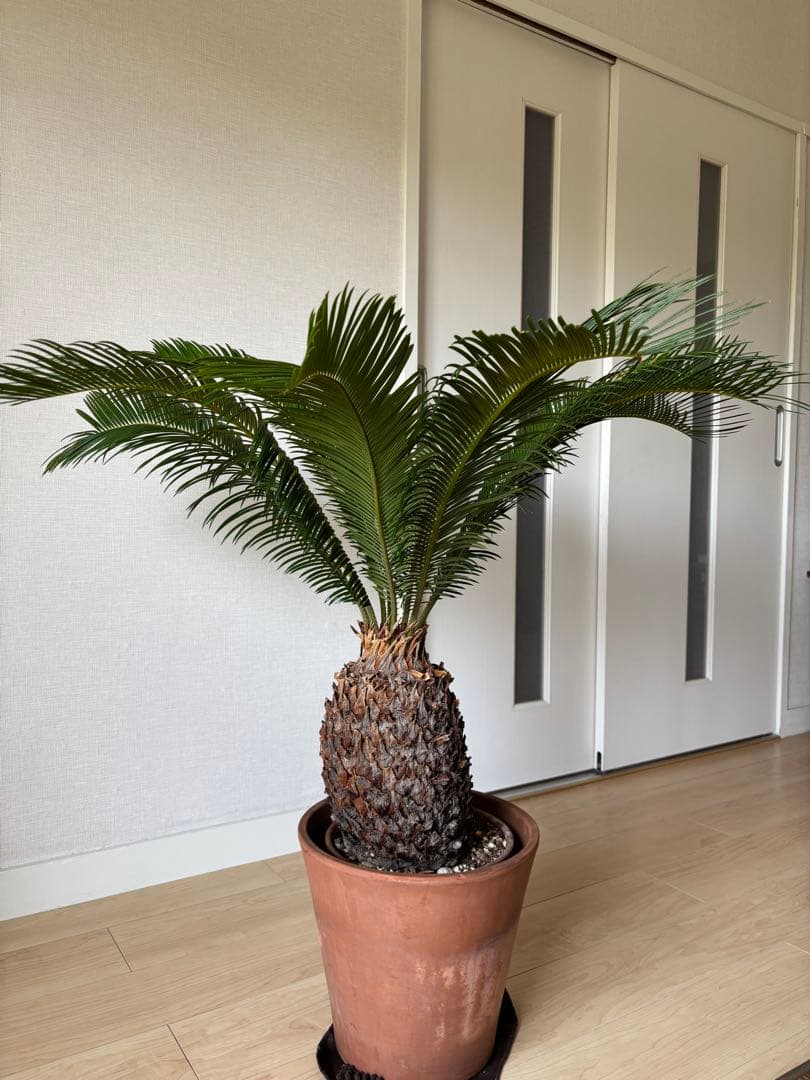 【希少】 極太　美株　ソテツ　　ドライガーデン　シンボルツリー