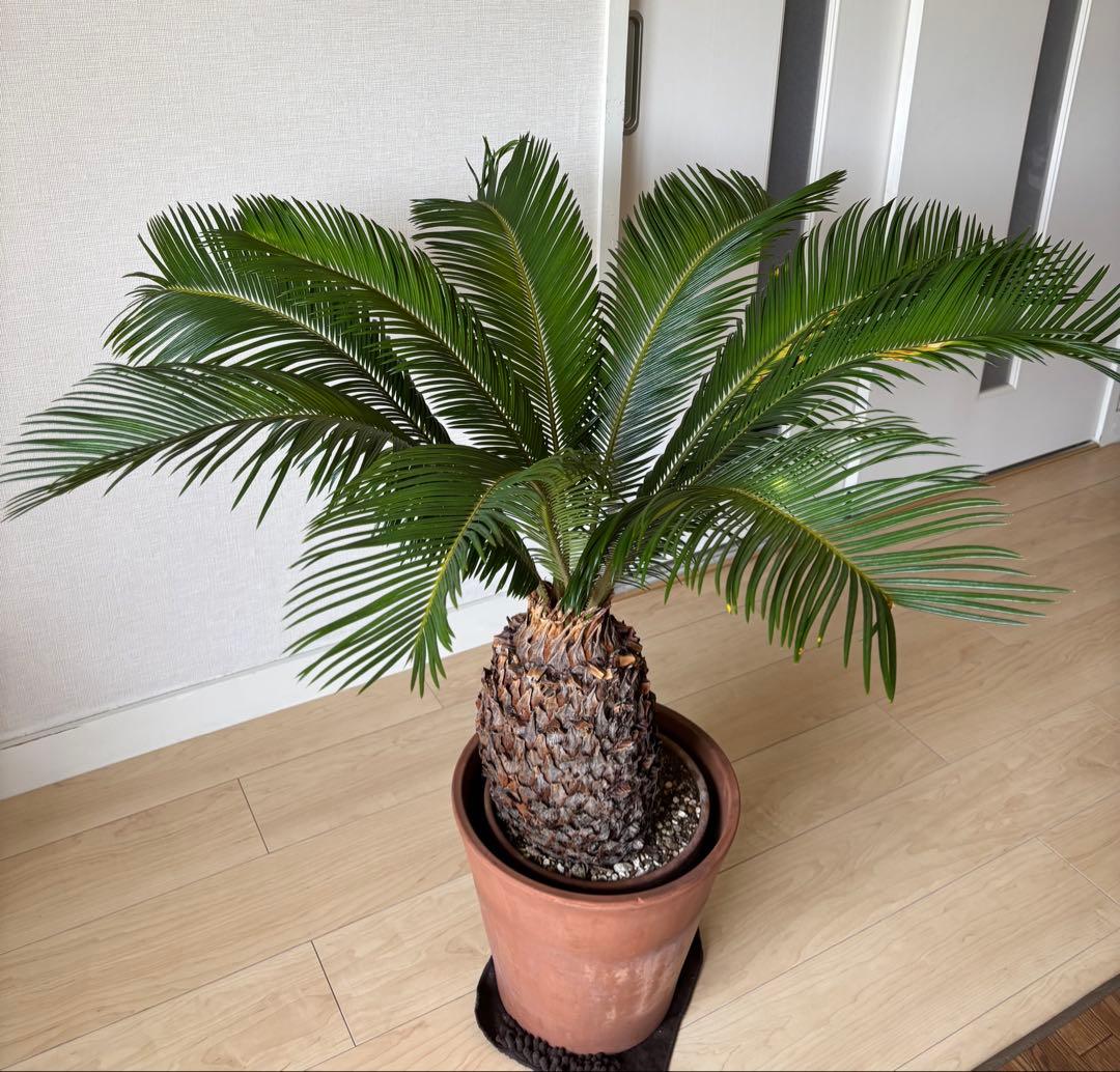 【希少】 極太　美株　ソテツ　　ドライガーデン　シンボルツリー