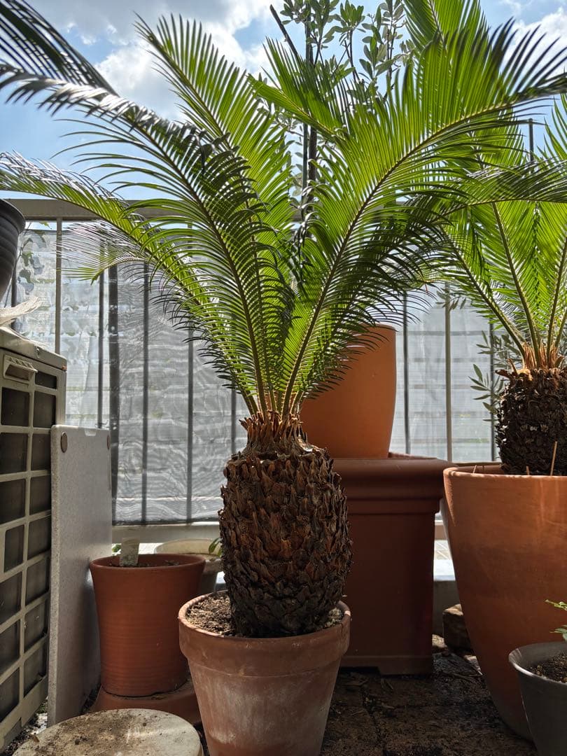 【希少】 極太　美株　ソテツ　　ドライガーデン　シンボルツリー