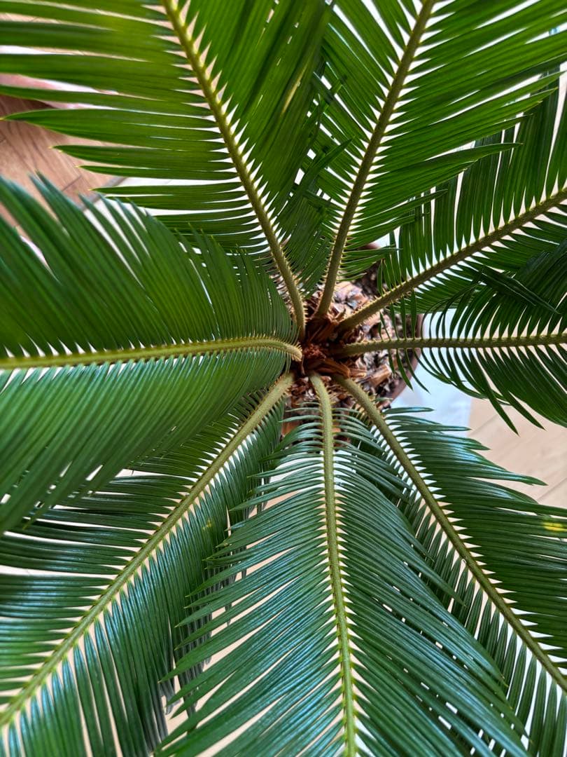 【希少】 極太　美株　ソテツ　　ドライガーデン　シンボルツリー