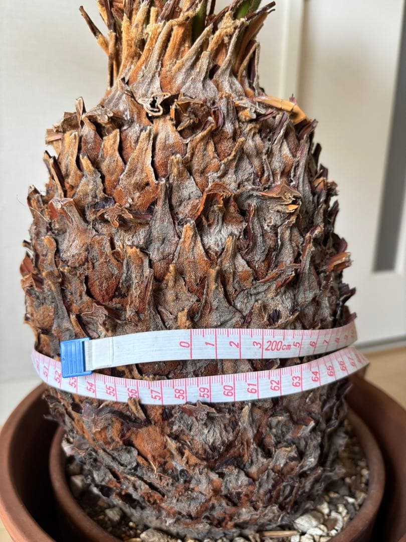 【希少】 極太　美株　ソテツ　　ドライガーデン　シンボルツリー