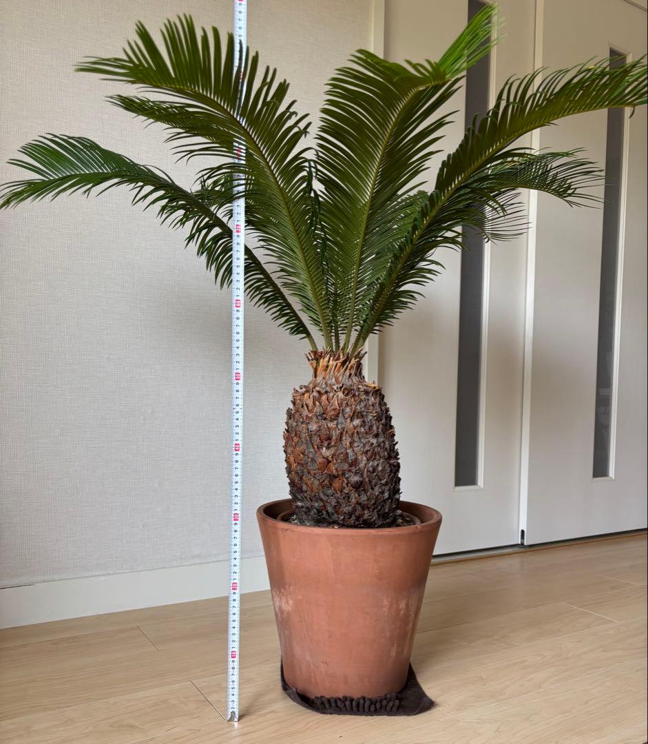 【希少】 極太　美株　ソテツ　　ドライガーデン　シンボルツリー