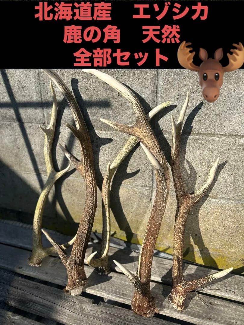鹿の角　全部セット　北海道