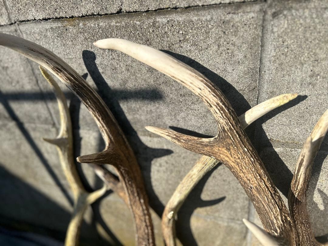 鹿の角　全部セット　北海道