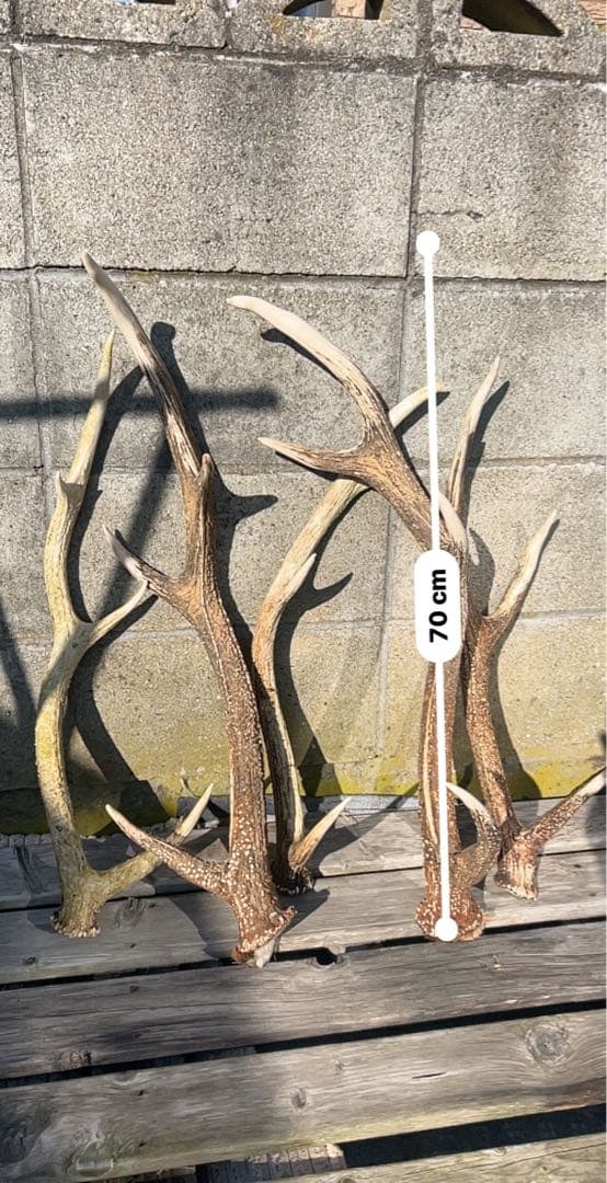 鹿の角　全部セット　北海道