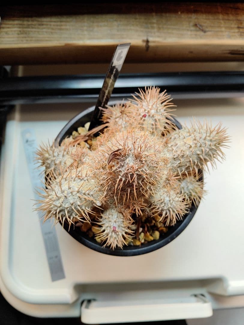 パキポディウム　グラキリス　実生　多頭　良形株②