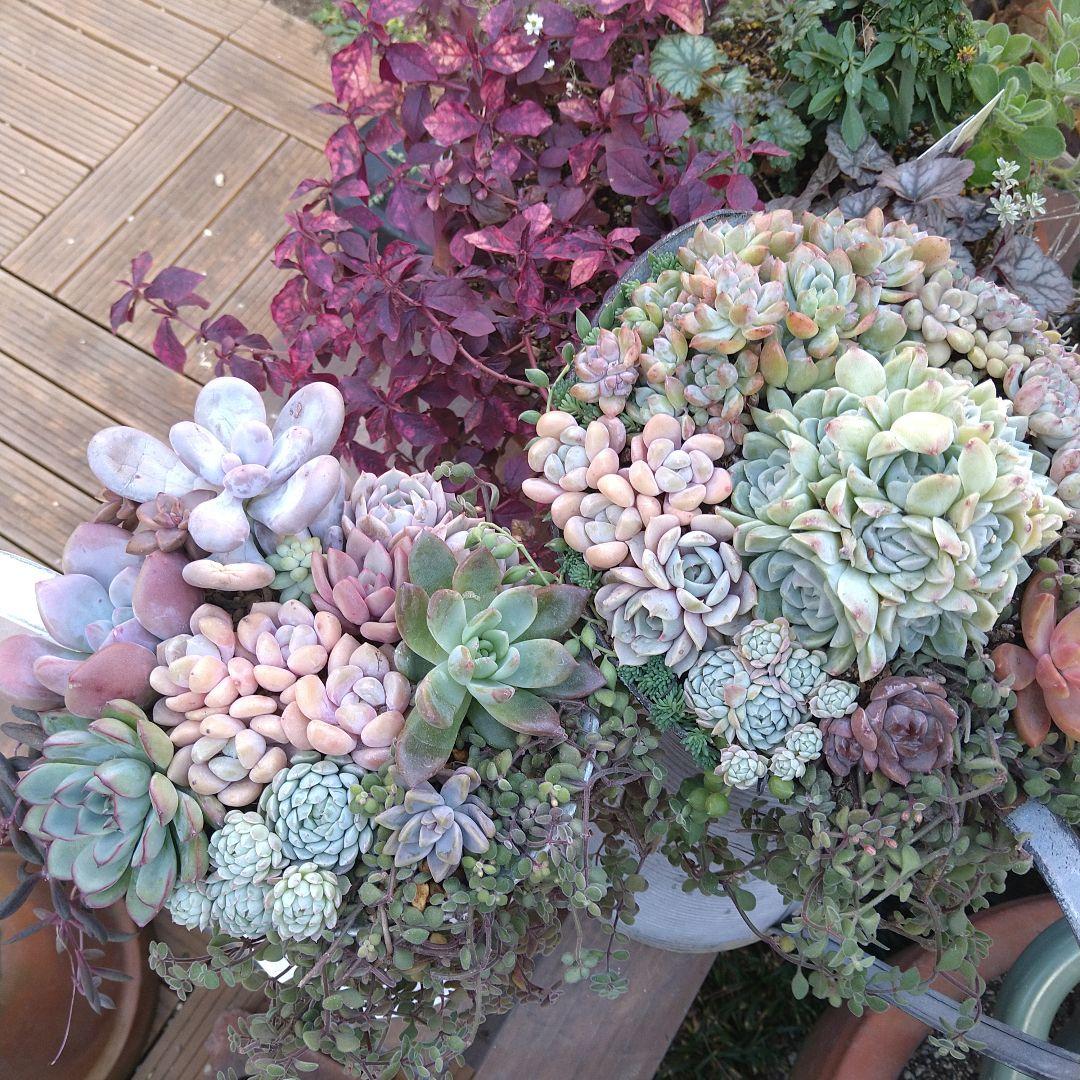 【超特大】多肉植物　そのまま飾れる寄せ植え　大きな大きなミルクピッチャー寄せ