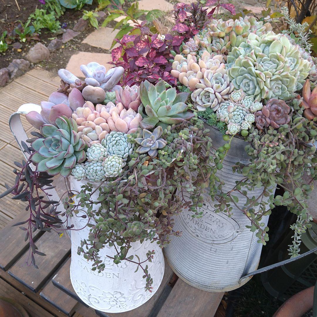 【超特大】多肉植物　そのまま飾れる寄せ植え　大きな大きなミルクピッチャー寄せ