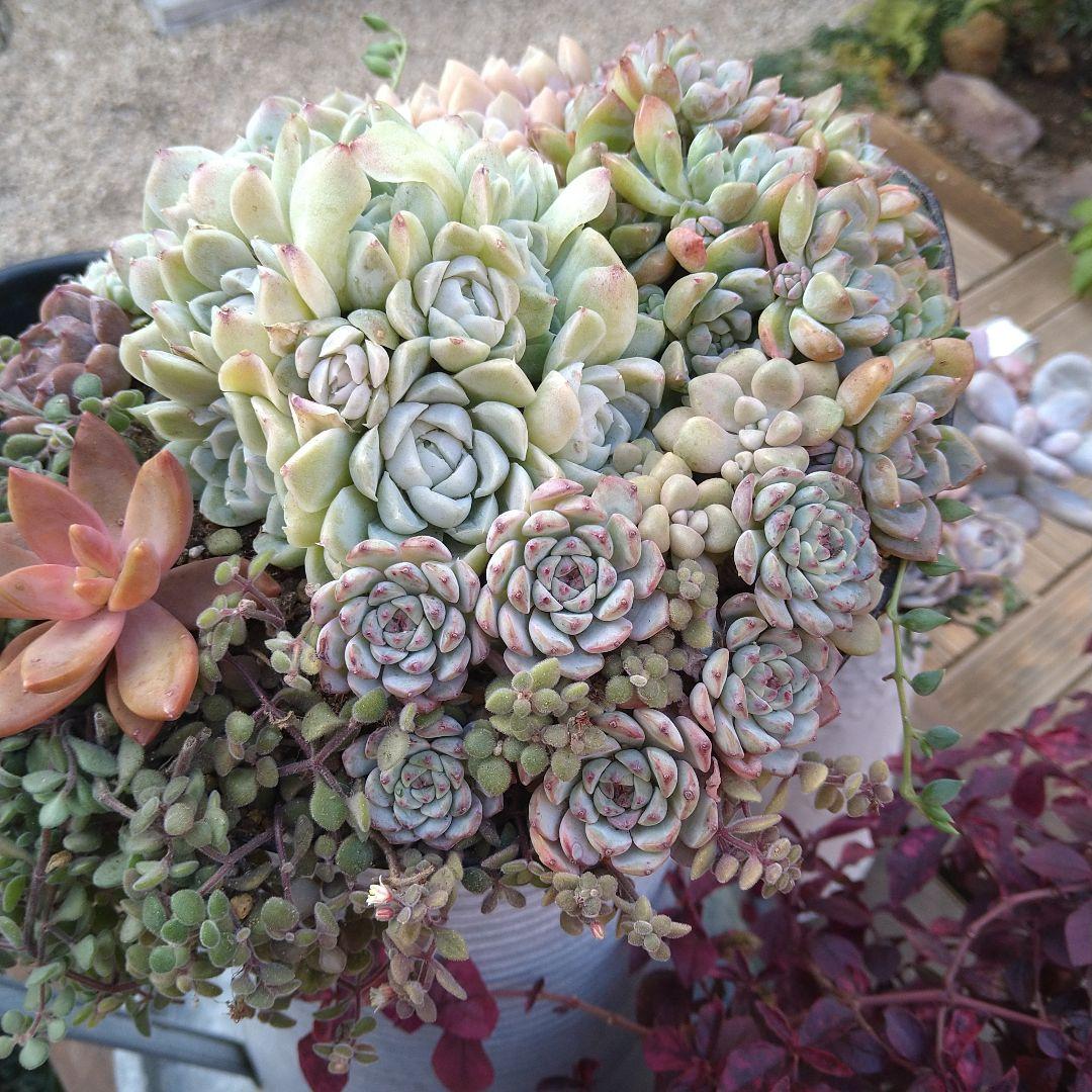 【超特大】多肉植物　そのまま飾れる寄せ植え　大きな大きなミルクピッチャー寄せ