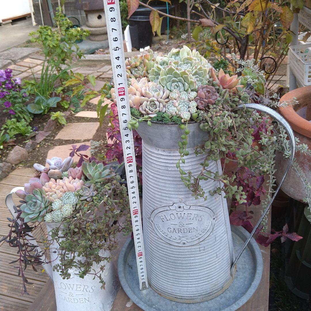 【超特大】多肉植物　そのまま飾れる寄せ植え　大きな大きなミルクピッチャー寄せ