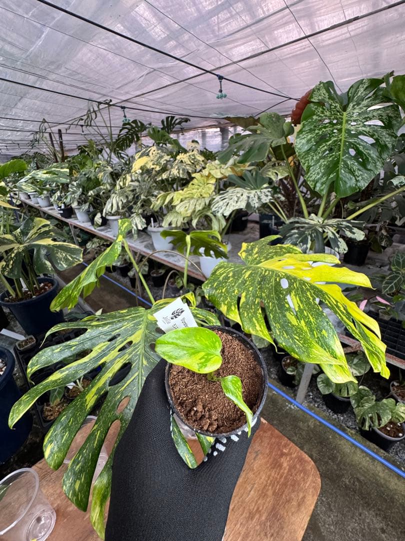 3 モンステラ　エレクトロライト　組織培養苗　順化済