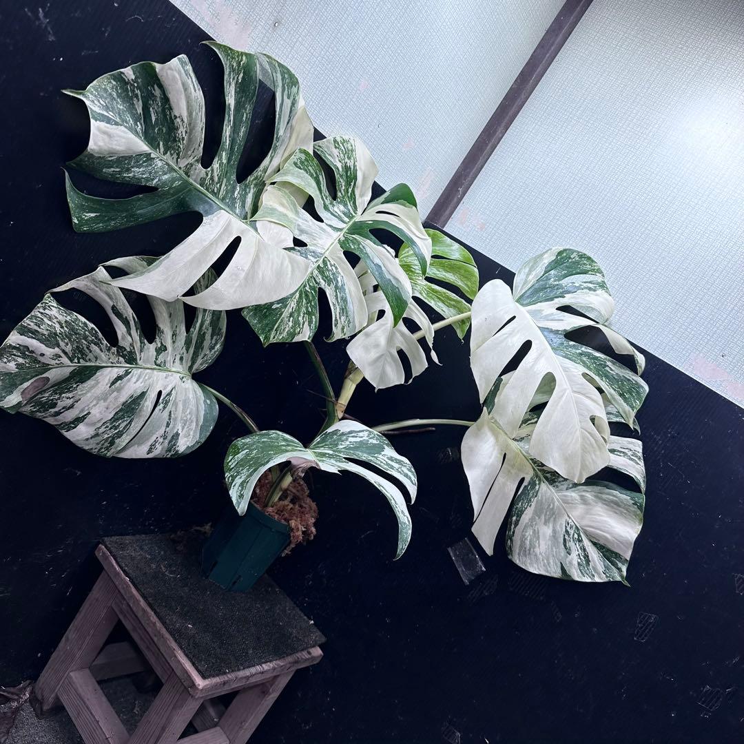斑入りモンステラ ホワイトタイガー極美大株74cm白斑多
