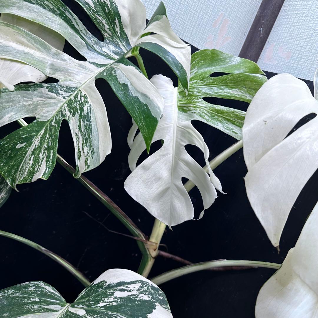 斑入りモンステラ ホワイトタイガー極美大株74cm白斑多