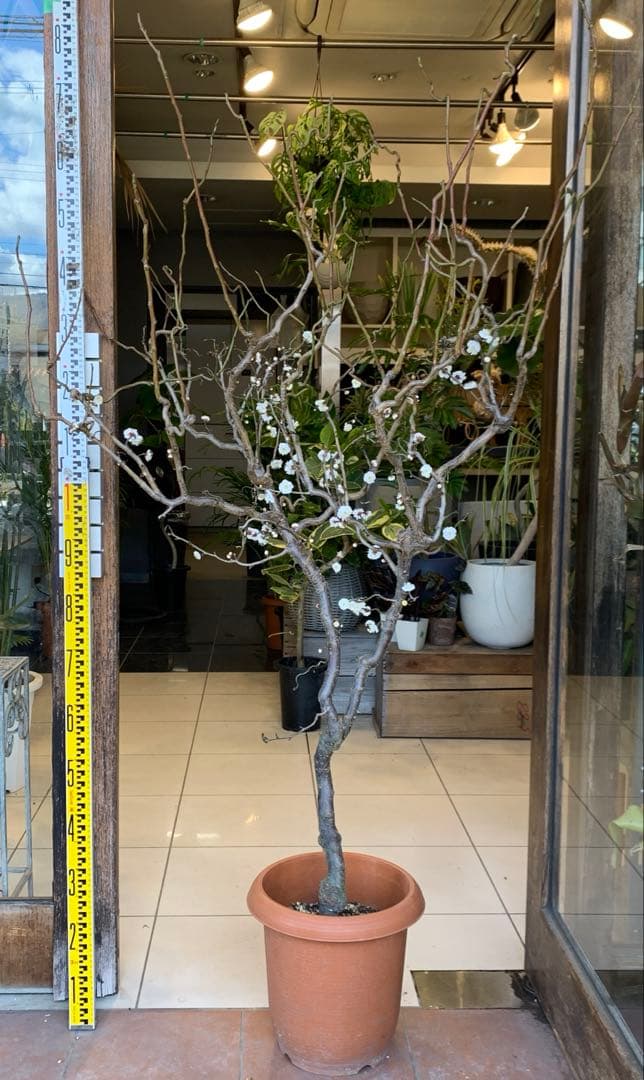 雲竜梅　ウンリュウバイ 10号