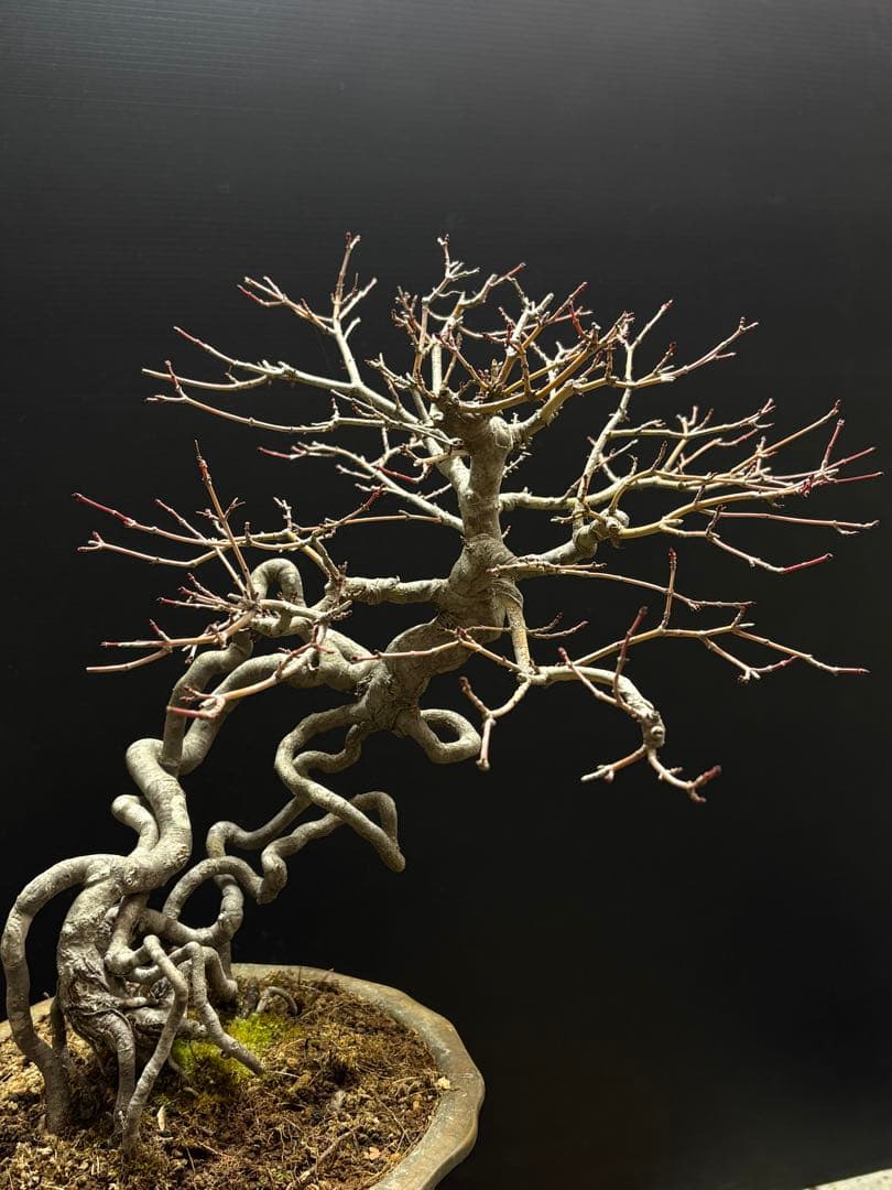 週末大幅値下げ❗️[盆栽]ヤマモミジ//楓/カエデ/松/真柏