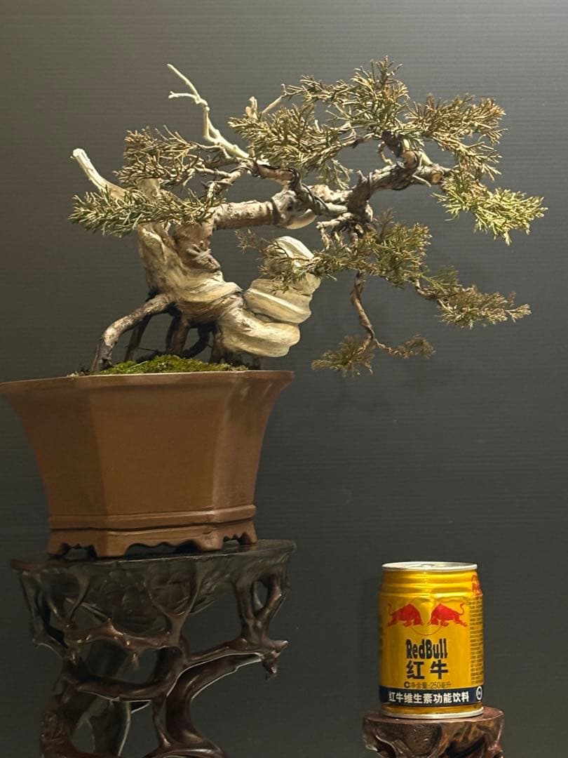 ぱ*と様 [初トライ❗️3時間オークション❗️サービス盆栽]真柏