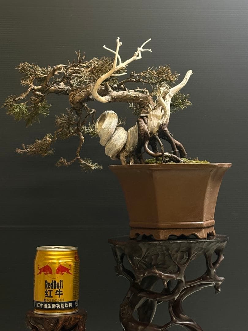 ぱ*と様 [初トライ❗️3時間オークション❗️サービス盆栽]真柏