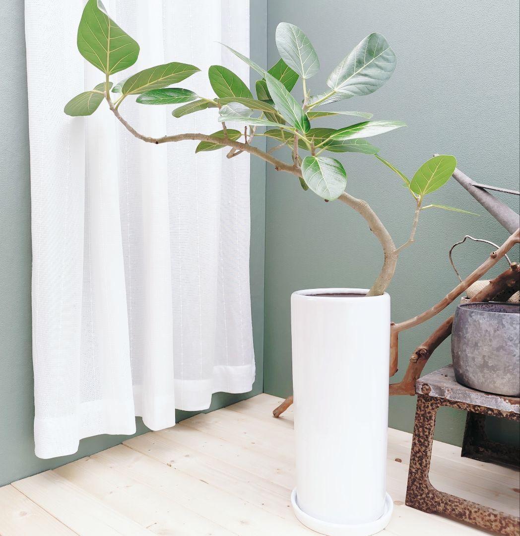 和タイプ スリムベンガレンシス フィカス白陶器 ７号ロング