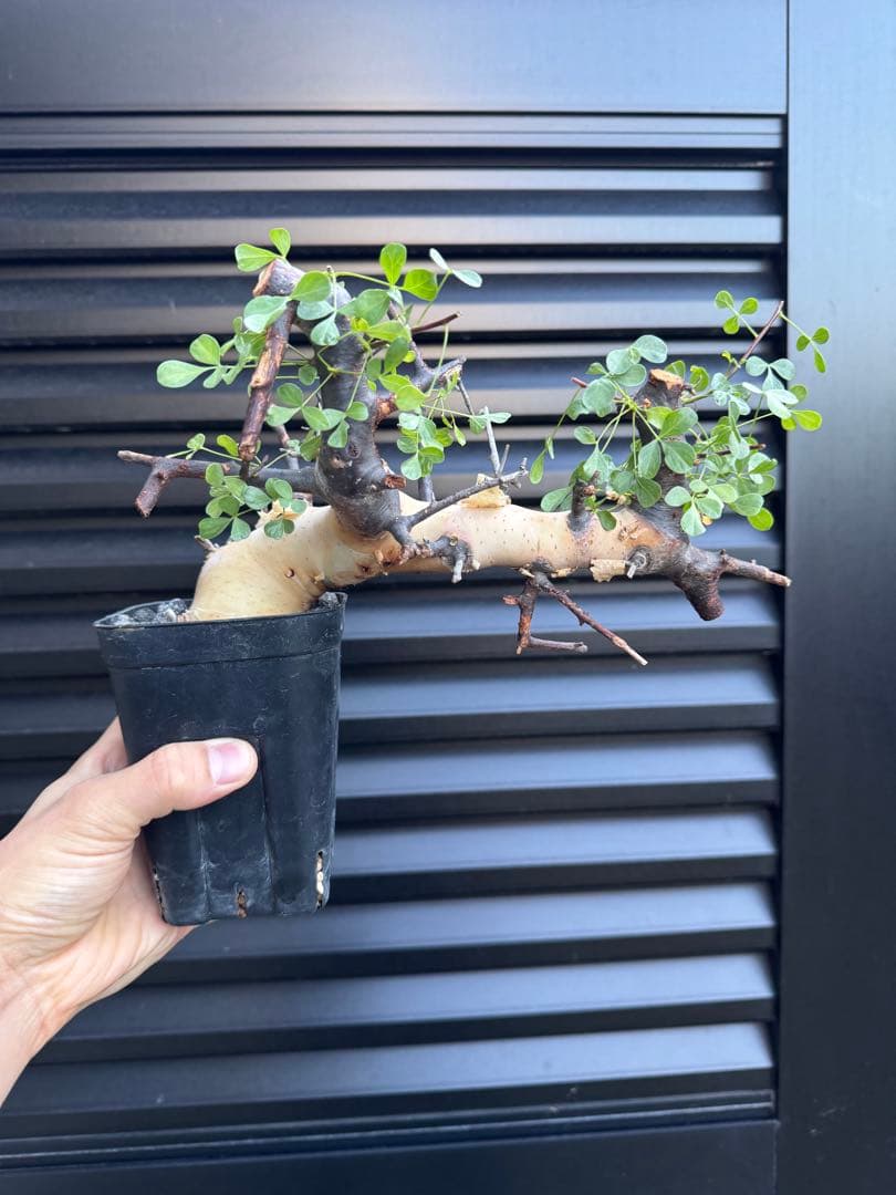 ソマリア産カタフ　コレクション株