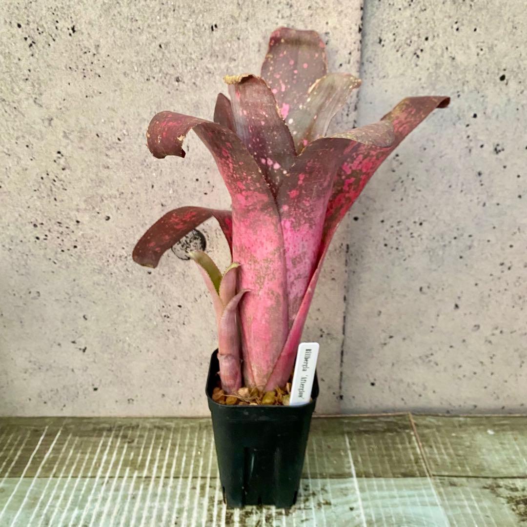 子株付きです！太めの株！タンクブロメリア　ビルベルギア『After glow』