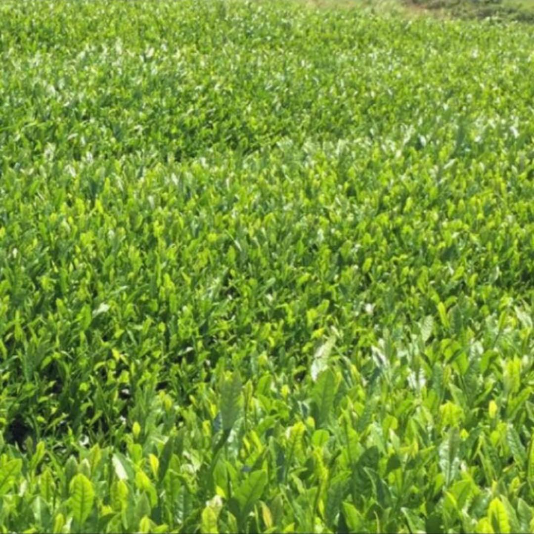 八女茶，(水出し煎茶)800円10袋(特上煎茶)750円3袋めめママです。