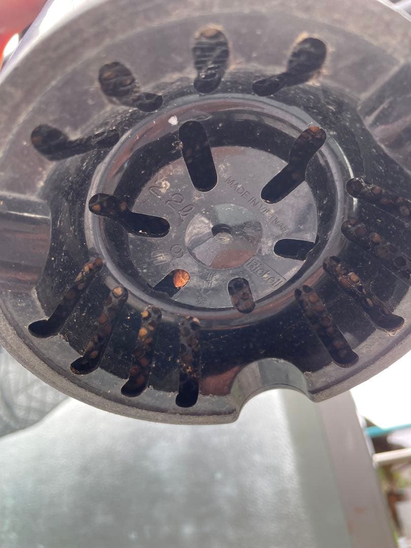 Encephalartos ホリダス　発根済み