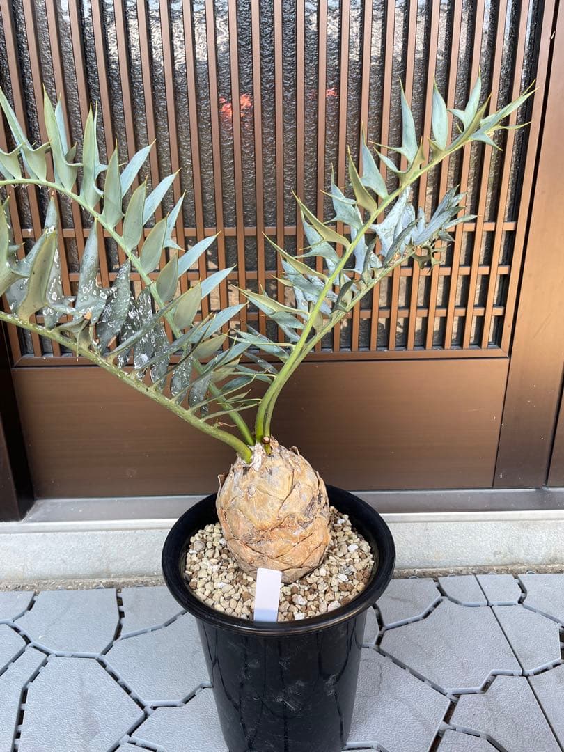 Encephalartos ホリダス　発根済み