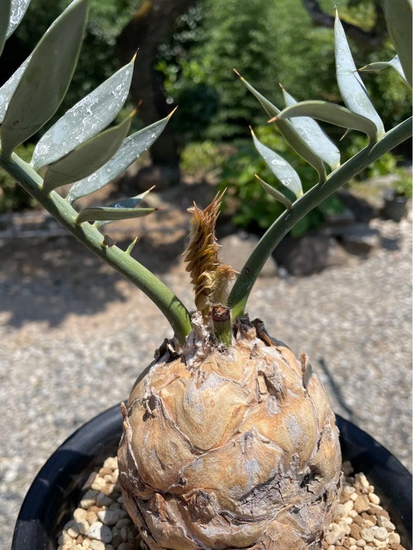 Encephalartos ホリダス　発根済み