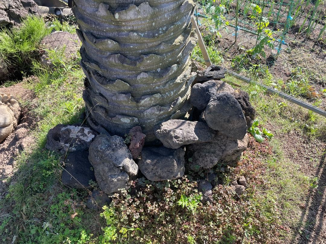 庭石　溶岩　浅間溶岩石　岩　ドライガーデン　エクステリア