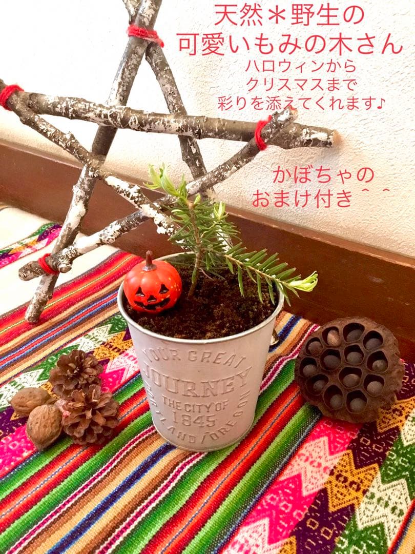 【完売】天然＊野生の可愛いもみの木さん【樅の木/苗木】ハロウィンやクリスマスに！