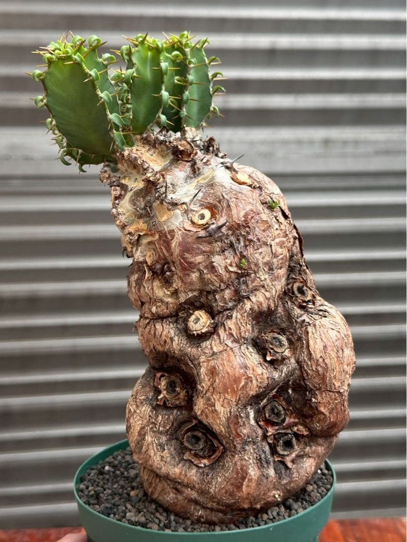 ユーフォルビア ムランジーナ 現地株