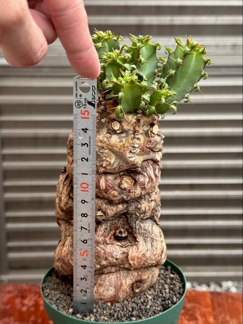 ユーフォルビア ムランジーナ 現地株