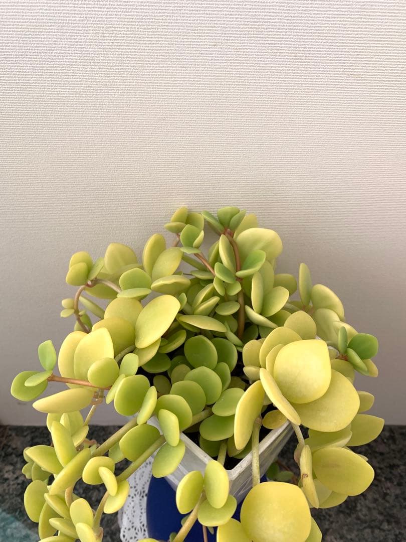 ❣️厳選❣️希少黄色❣️ペペロミア　ホープ❣️良質❣️大鉢❣️観葉植物❣️