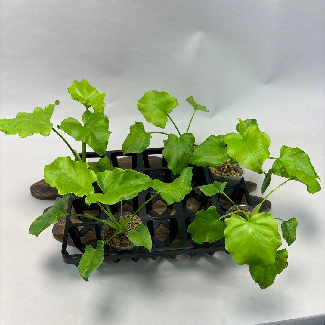 5株セットms144selloum Var フィロデンドロン・セローム・斑入り