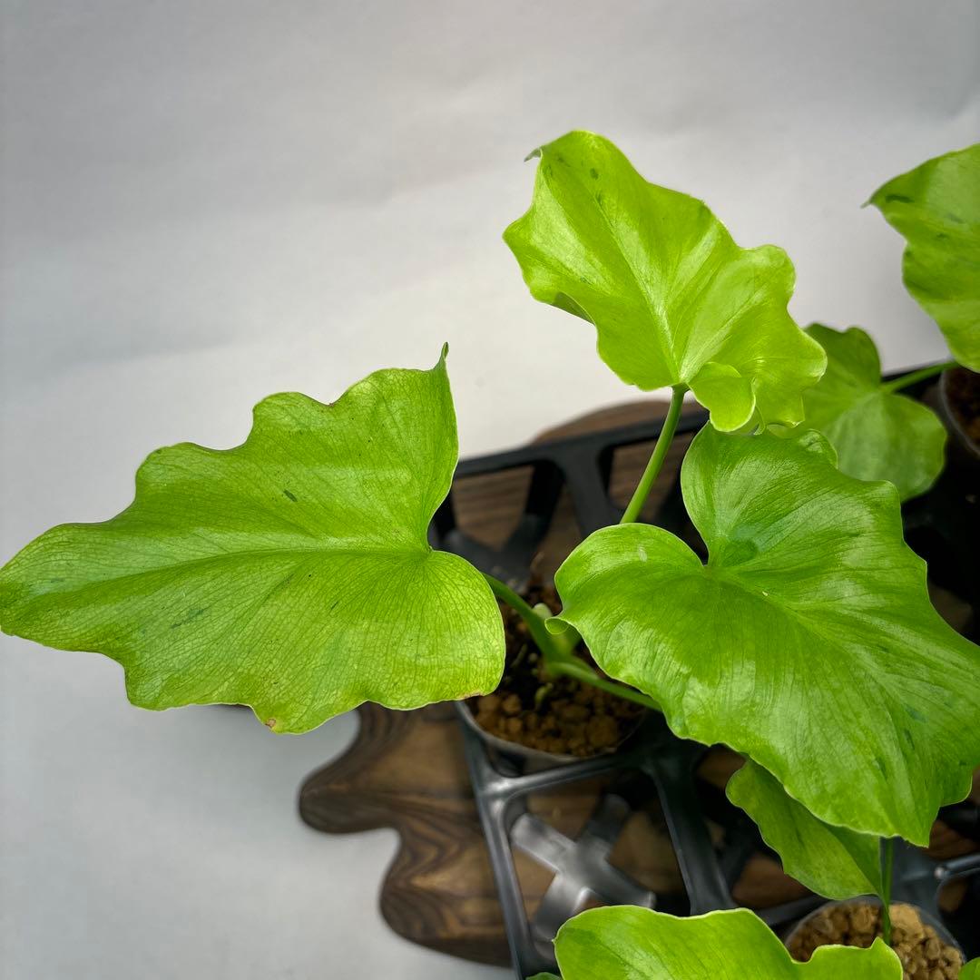 5株セットms144selloum Var フィロデンドロン・セローム・斑入り