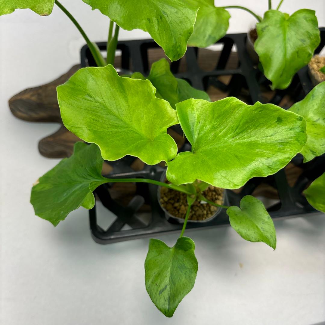 5株セットms144selloum Var フィロデンドロン・セローム・斑入り